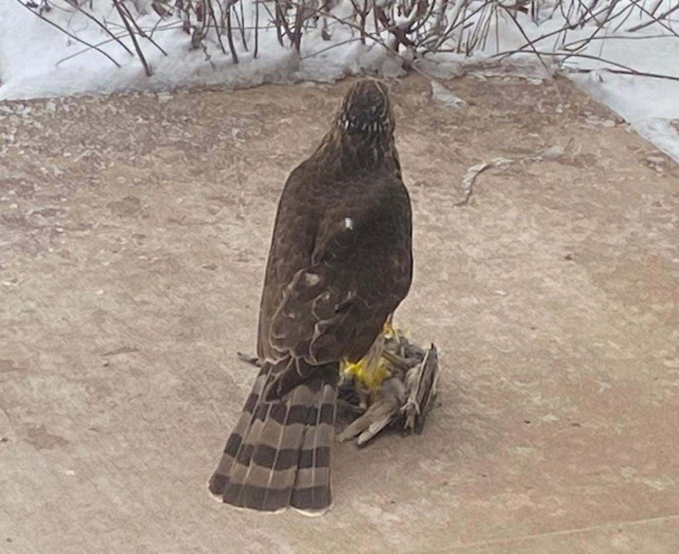 Hawk Holds Western Kingbird With It's Talon