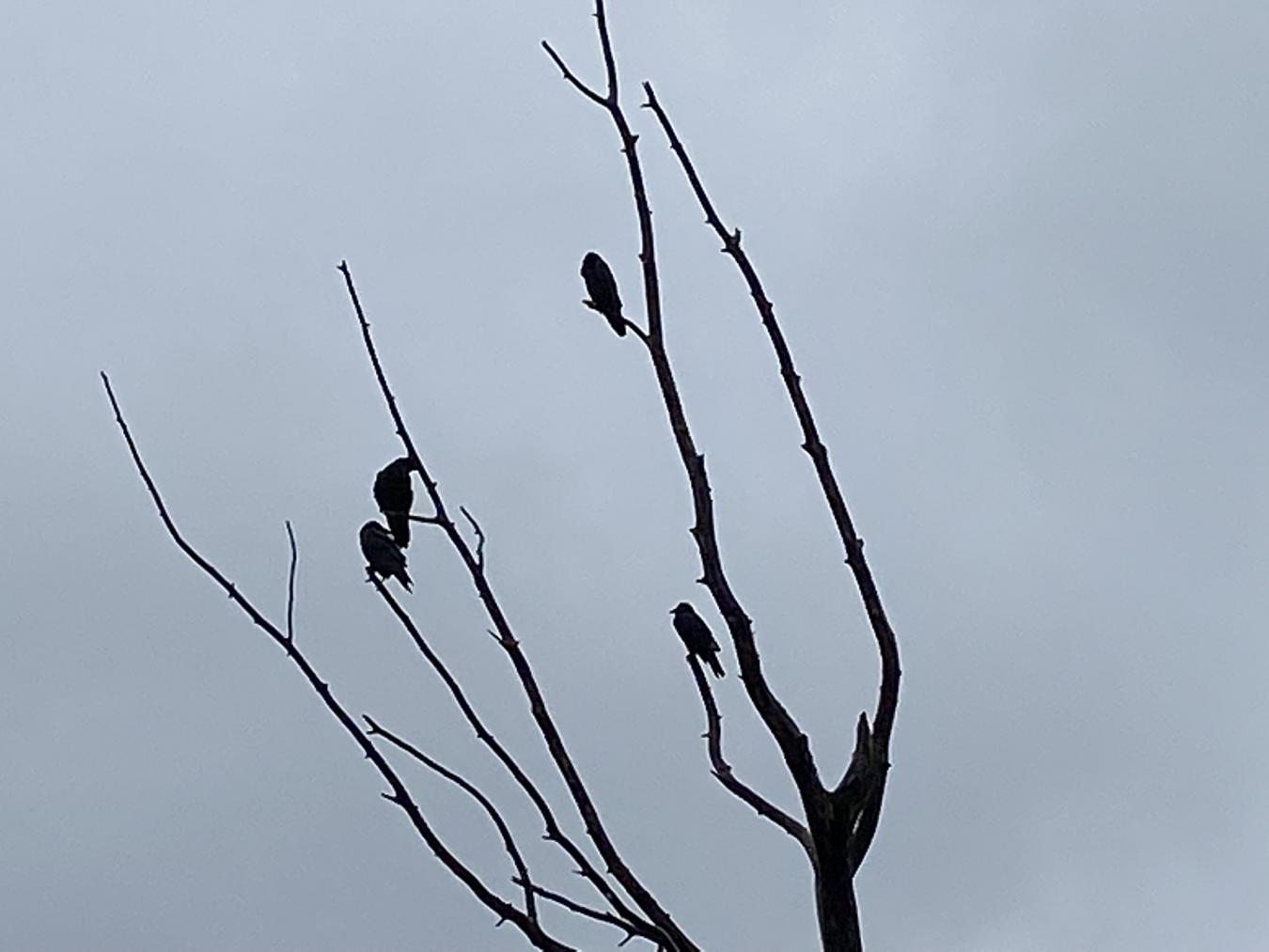 Ravens Against Sky