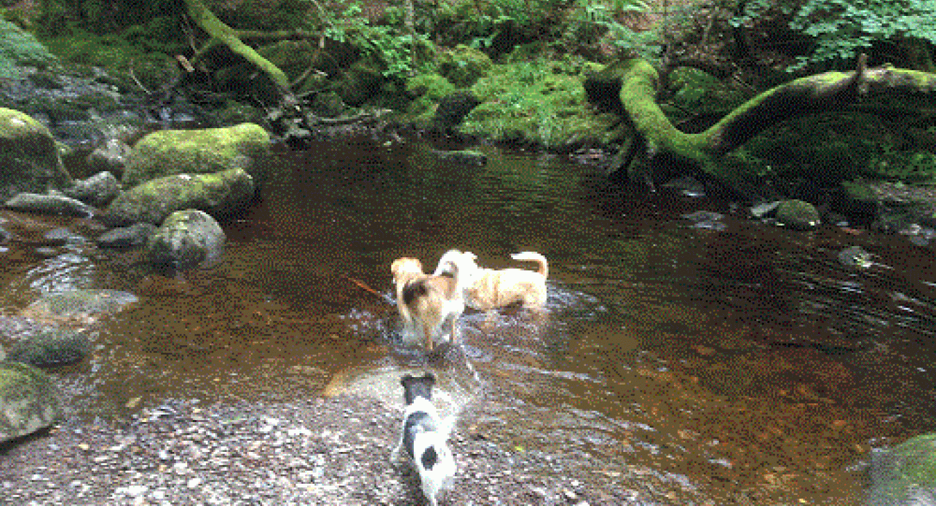 Playing in the water