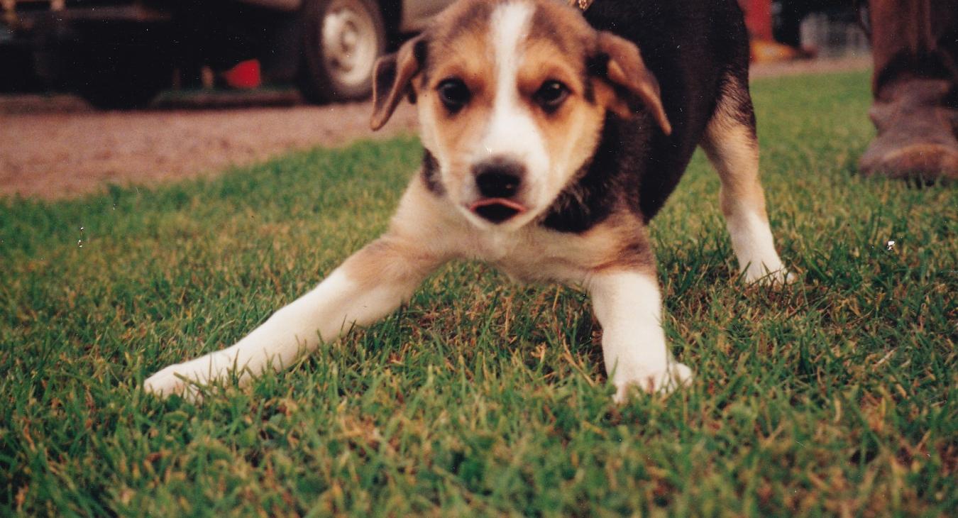 Tag as a six week old puppy