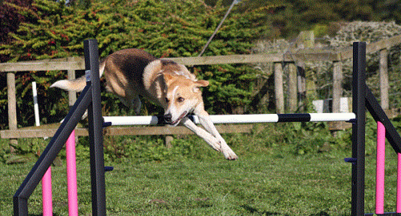 Tag at agility