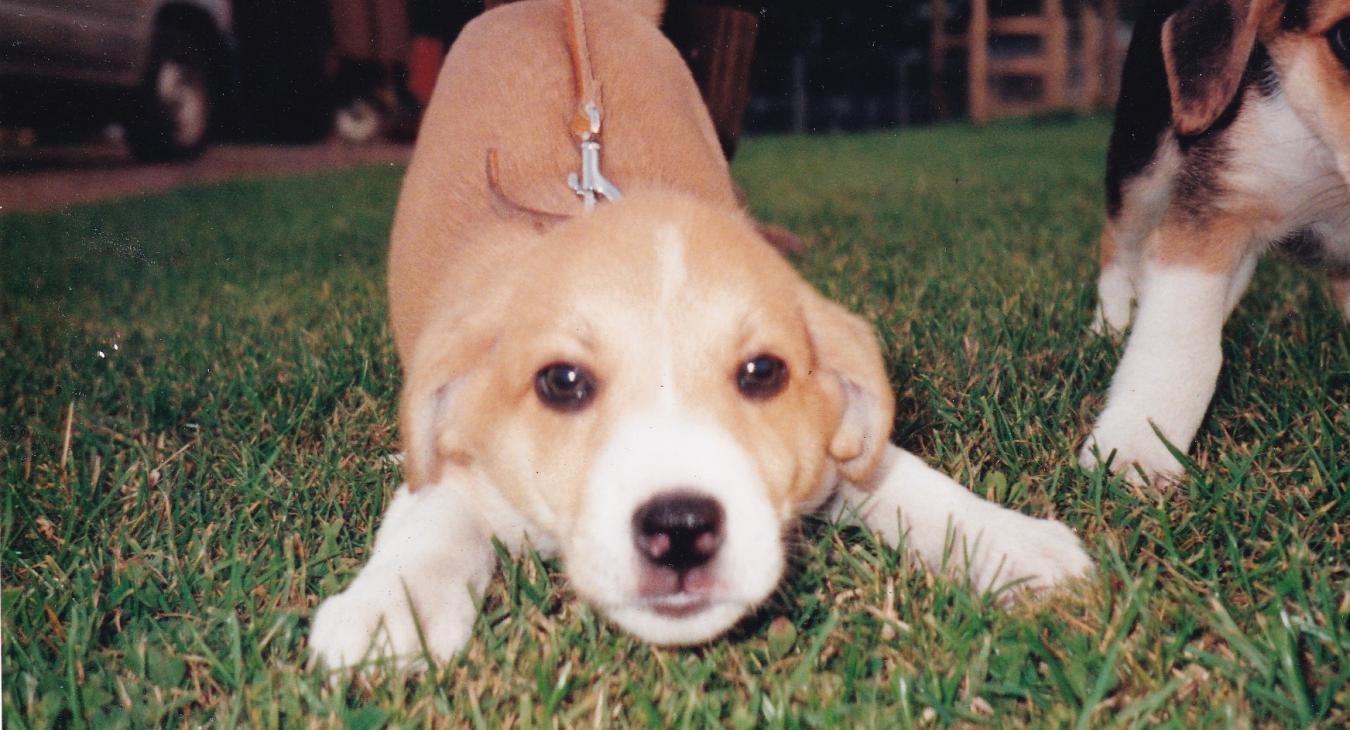 Tess as a six week old puppy