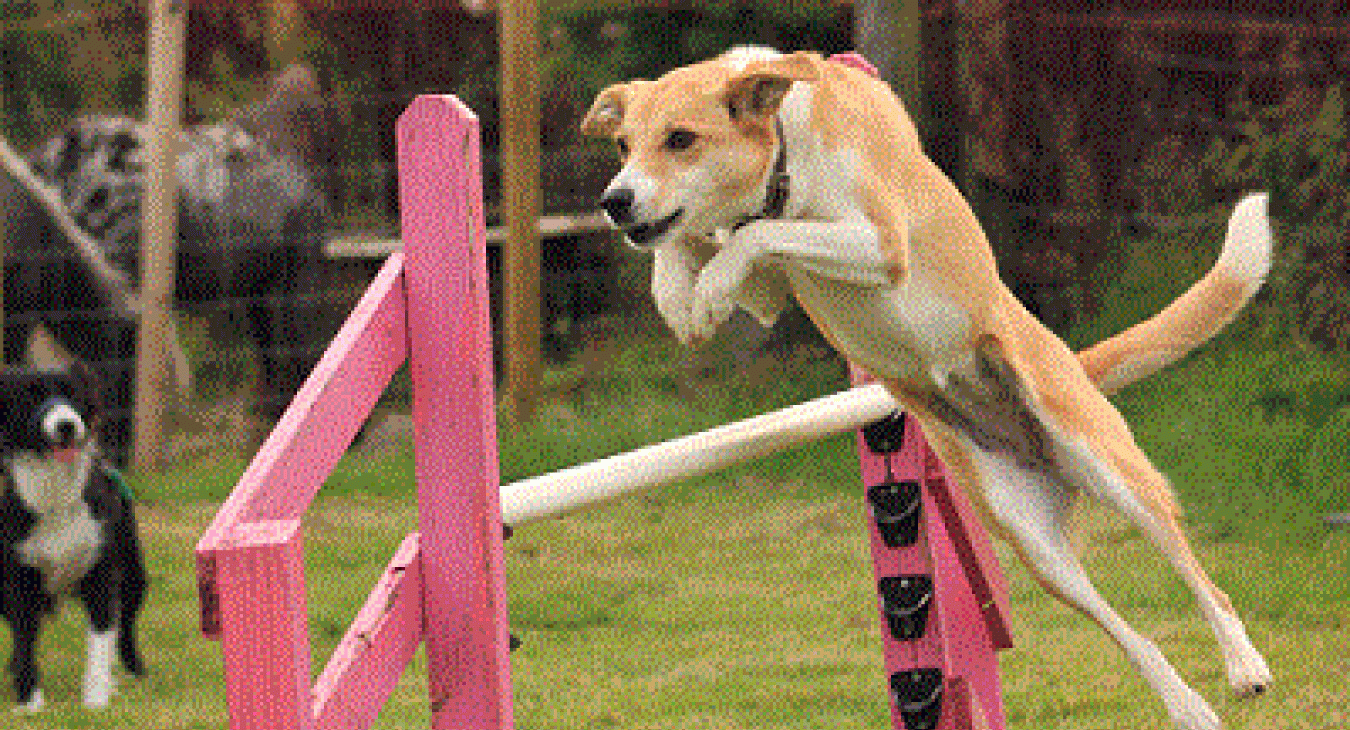 Tess at agility