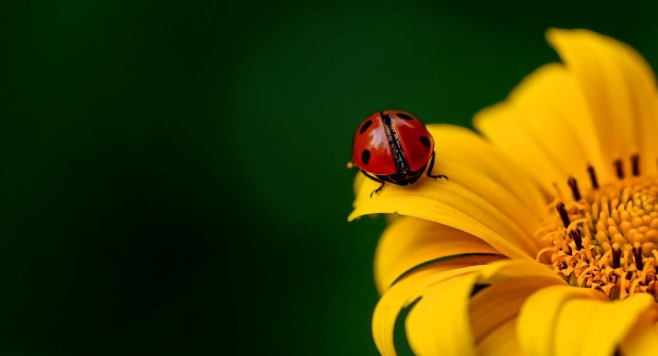 Ladybug