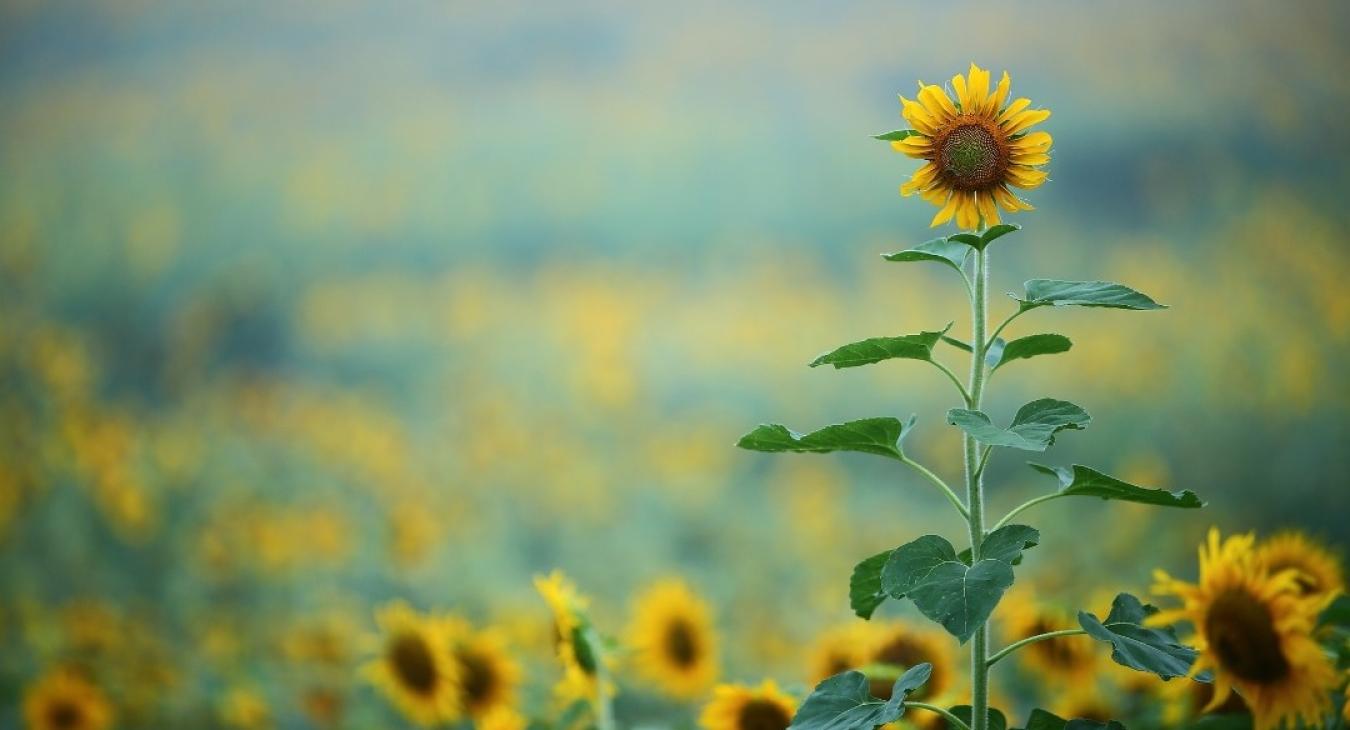 Field of flowers