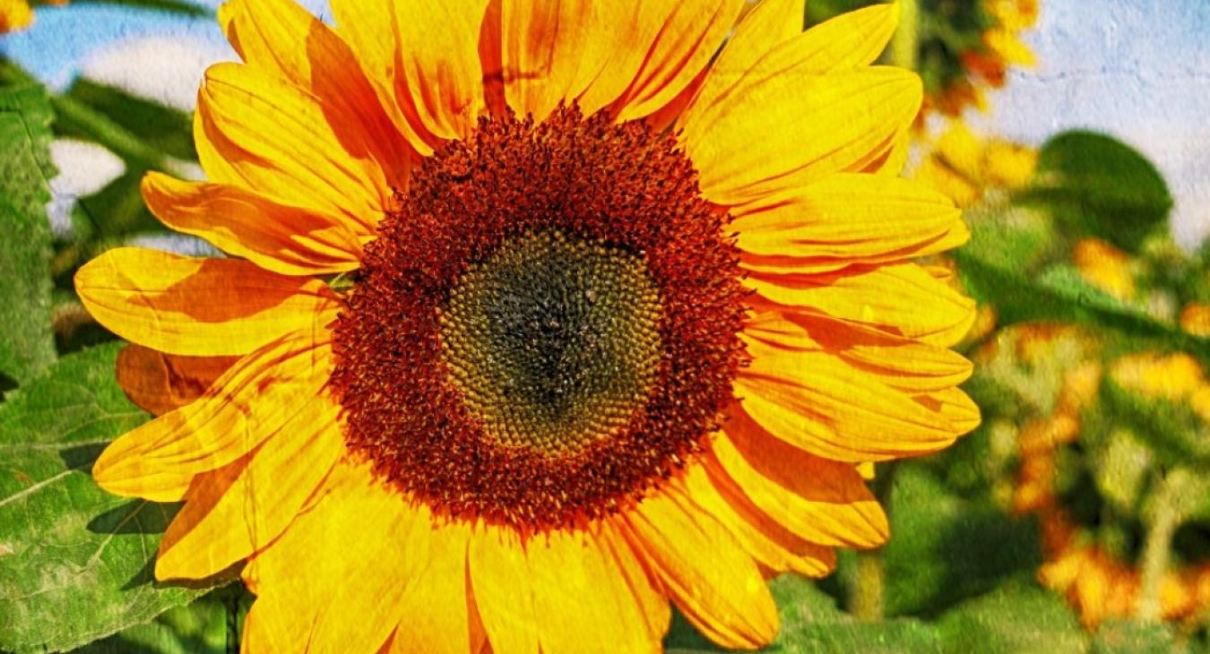 Sunflower field